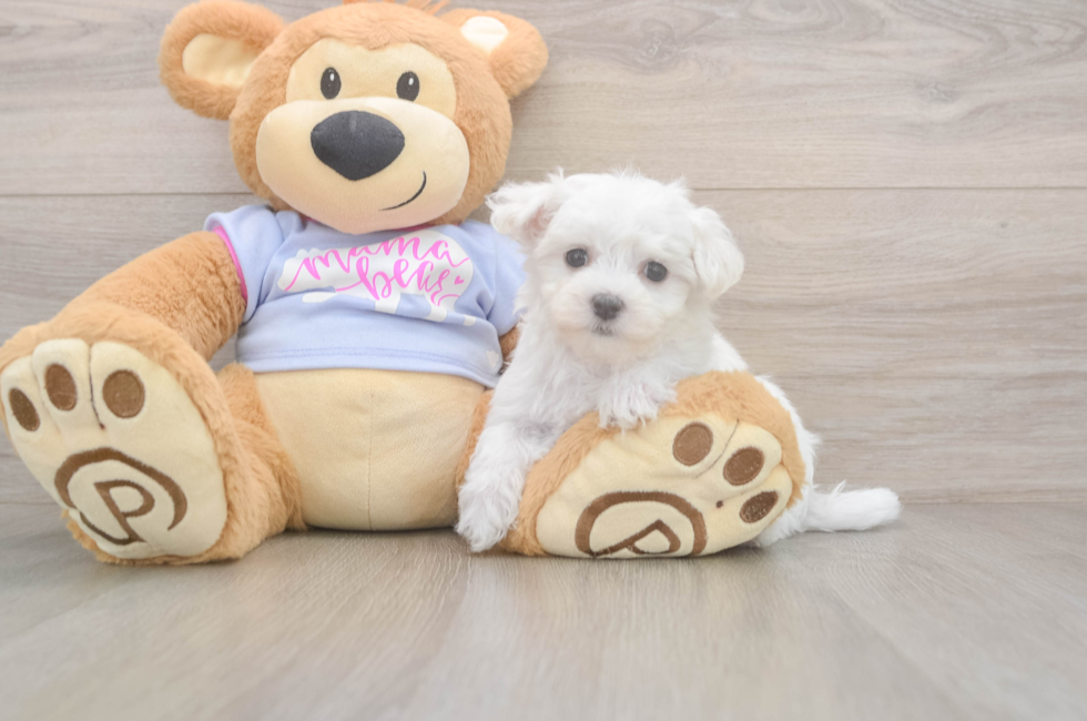 8 week old Maltese Puppy For Sale - Pilesgrove Pups