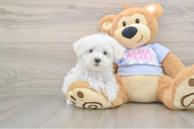 Maltese Puppy for Adoption