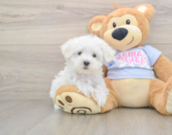 7 week old Maltese Puppy For Sale - Pilesgrove Pups