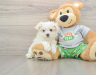 7 week old Maltese Puppy For Sale - Pilesgrove Pups