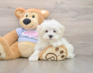 8 week old Maltese Puppy For Sale - Pilesgrove Pups