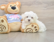 7 week old Maltese Puppy For Sale - Pilesgrove Pups