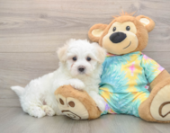 7 week old Maltese Puppy For Sale - Pilesgrove Pups