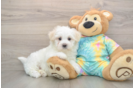 Best Maltese Baby