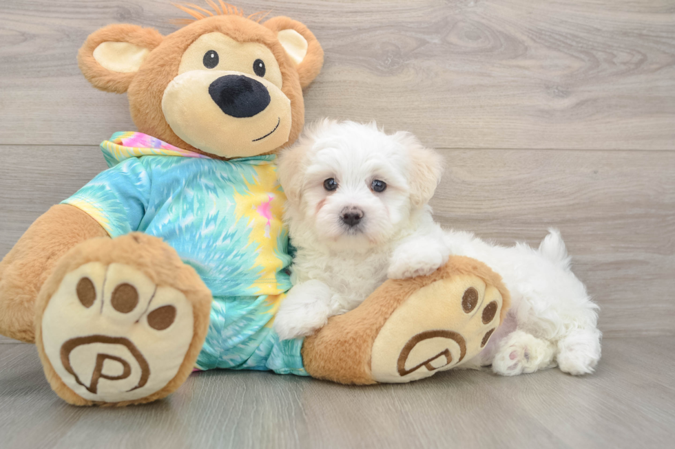 Sweet Maltese Purebred Puppy