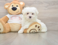 7 week old Maltese Puppy For Sale - Pilesgrove Pups