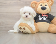 7 week old Maltese Puppy For Sale - Pilesgrove Pups