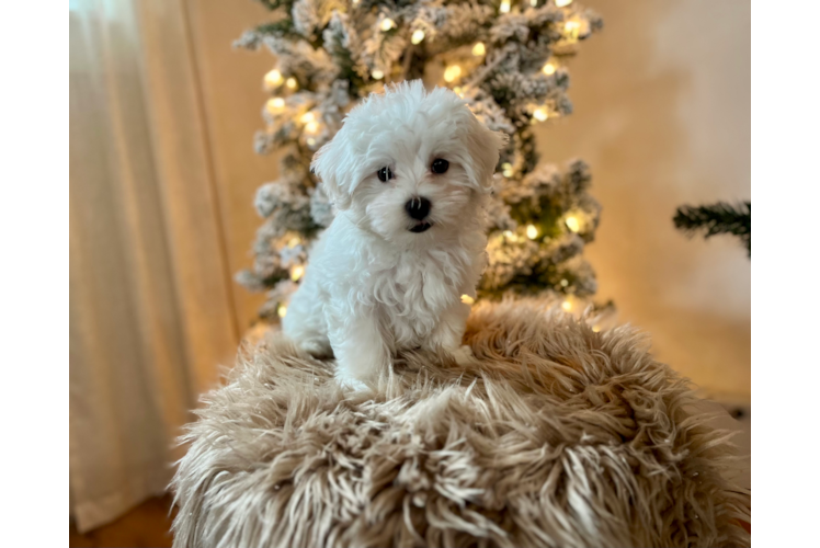 Cute Maltese Purebred Pup