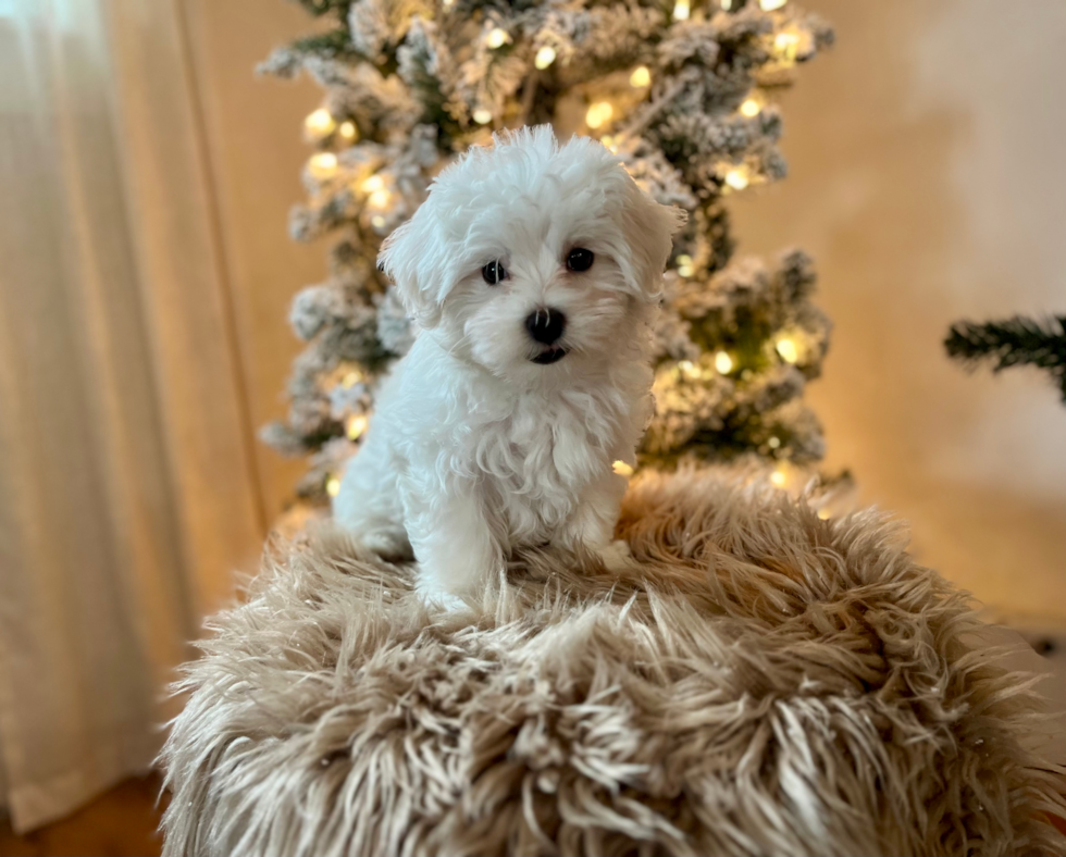 Cute Maltese Purebred Pup