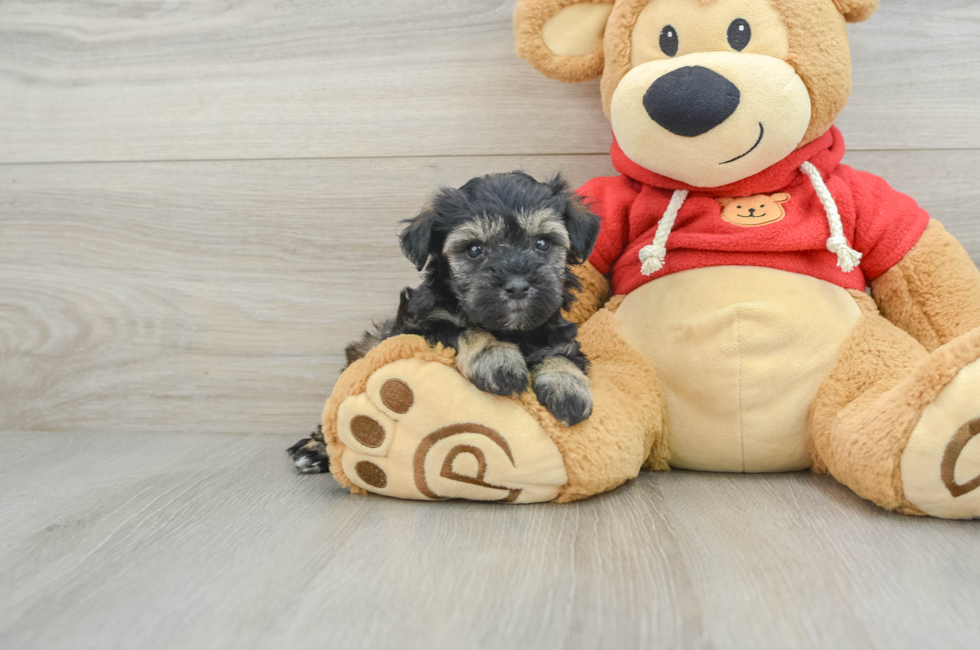 8 week old Mini Schnoodle Puppy For Sale - Pilesgrove Pups