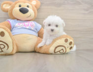 7 week old Maltese Puppy For Sale - Pilesgrove Pups