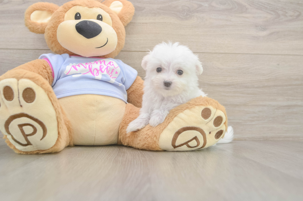 8 week old Maltese Puppy For Sale - Pilesgrove Pups