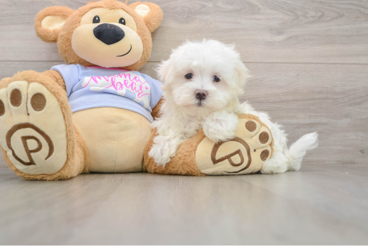 Maltese Puppy for Adoption