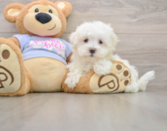 8 week old Maltese Puppy For Sale - Pilesgrove Pups
