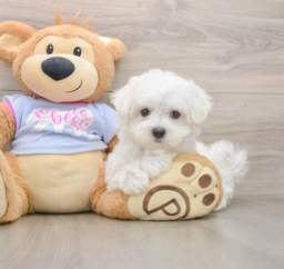 7 week old Maltese Puppy For Sale - Pilesgrove Pups