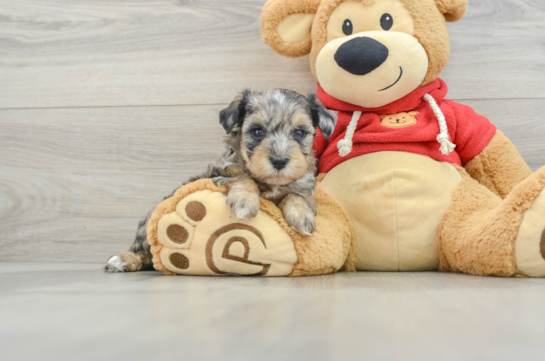 Adorable Maltese Purebred Puppy