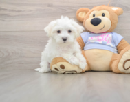 8 week old Maltese Puppy For Sale - Pilesgrove Pups
