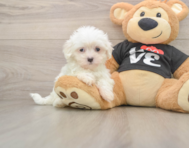 7 week old Maltese Puppy For Sale - Pilesgrove Pups