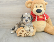 8 week old Mini Schnoodle Puppy For Sale - Pilesgrove Pups