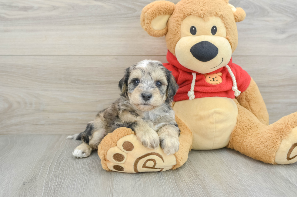 8 week old Mini Schnoodle Puppy For Sale - Pilesgrove Pups