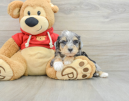 8 week old Mini Schnoodle Puppy For Sale - Pilesgrove Pups