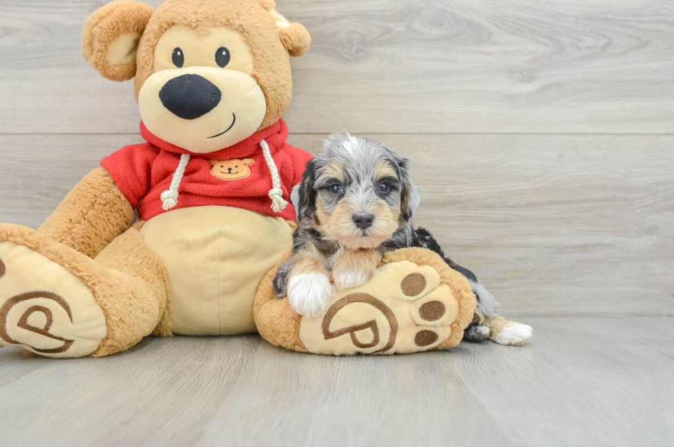 8 week old Mini Schnoodle Puppy For Sale - Pilesgrove Pups