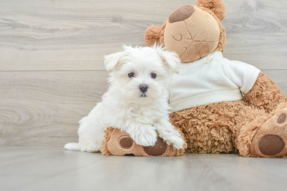 Maltese Pup Being Cute