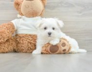 8 week old Maltese Puppy For Sale - Pilesgrove Pups