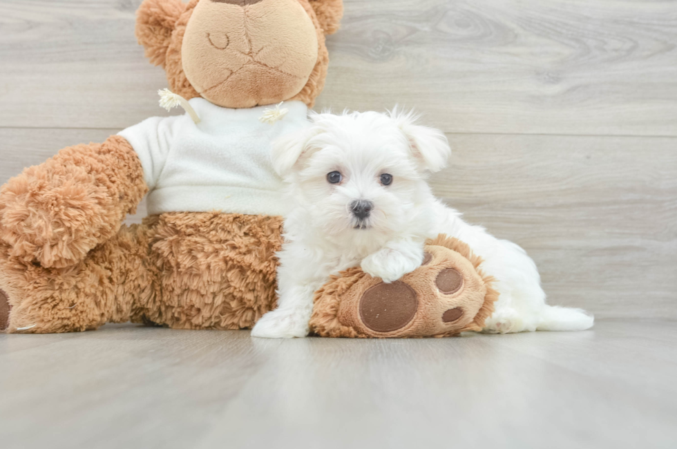 8 week old Maltese Puppy For Sale - Pilesgrove Pups