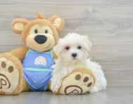 9 week old Maltese Puppy For Sale - Pilesgrove Pups