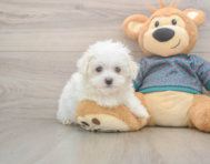 8 week old Maltese Puppy For Sale - Pilesgrove Pups