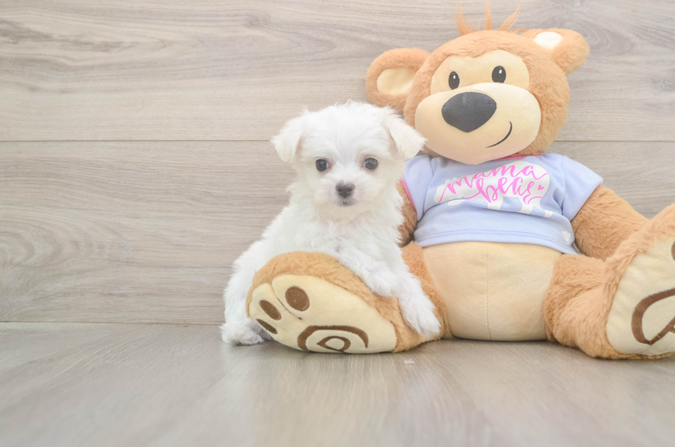 8 week old Maltese Puppy For Sale - Pilesgrove Pups