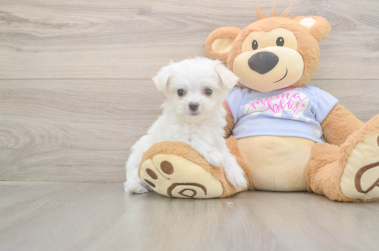 Hypoallergenic Maltese Purebred Pup