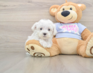 7 week old Maltese Puppy For Sale - Pilesgrove Pups