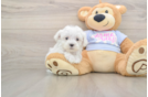 Small Maltese Purebred Pup