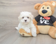 8 week old Maltese Puppy For Sale - Pilesgrove Pups