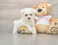 7 week old Maltese Puppy For Sale - Pilesgrove Pups