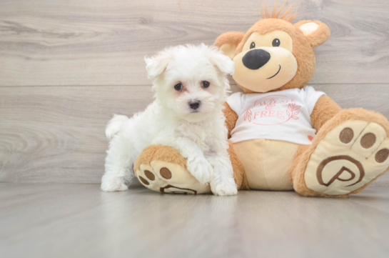 Best Maltese Baby