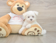8 week old Maltese Puppy For Sale - Pilesgrove Pups