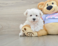 8 week old Maltese Puppy For Sale - Pilesgrove Pups