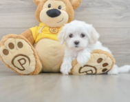 7 week old Maltese Puppy For Sale - Pilesgrove Pups