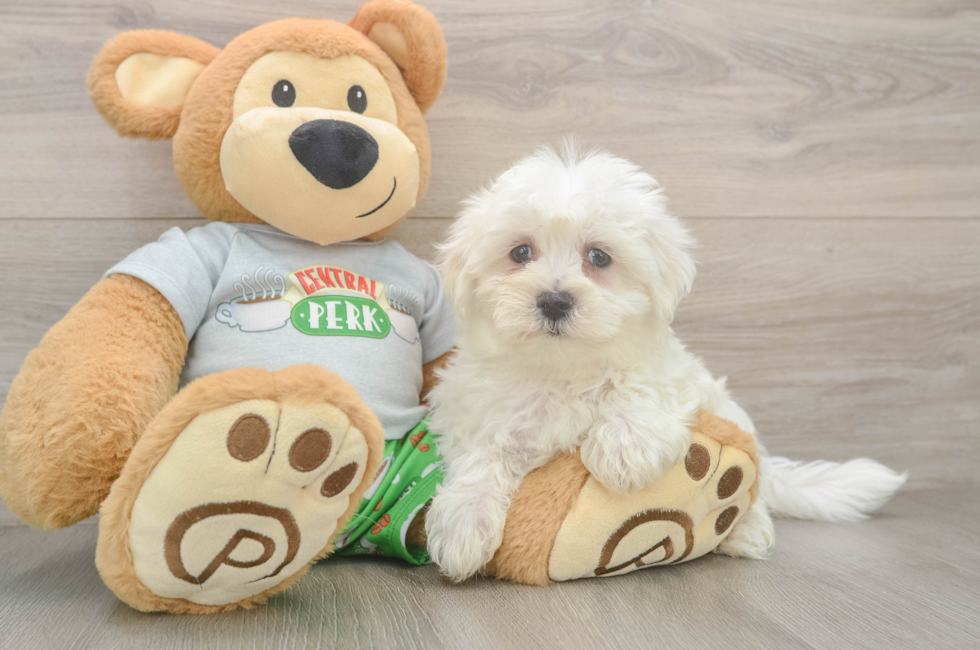 8 week old Maltese Puppy For Sale - Pilesgrove Pups