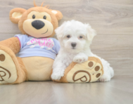 7 week old Maltese Puppy For Sale - Pilesgrove Pups