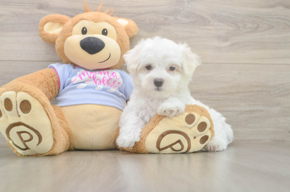 7 week old Maltese Puppy For Sale - Pilesgrove Pups