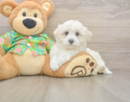 7 week old Maltese Puppy For Sale - Pilesgrove Pups