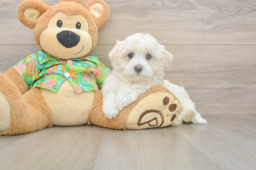 7 week old Maltese Puppy For Sale - Pilesgrove Pups