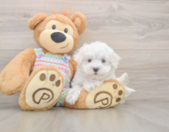 7 week old Maltese Puppy For Sale - Pilesgrove Pups