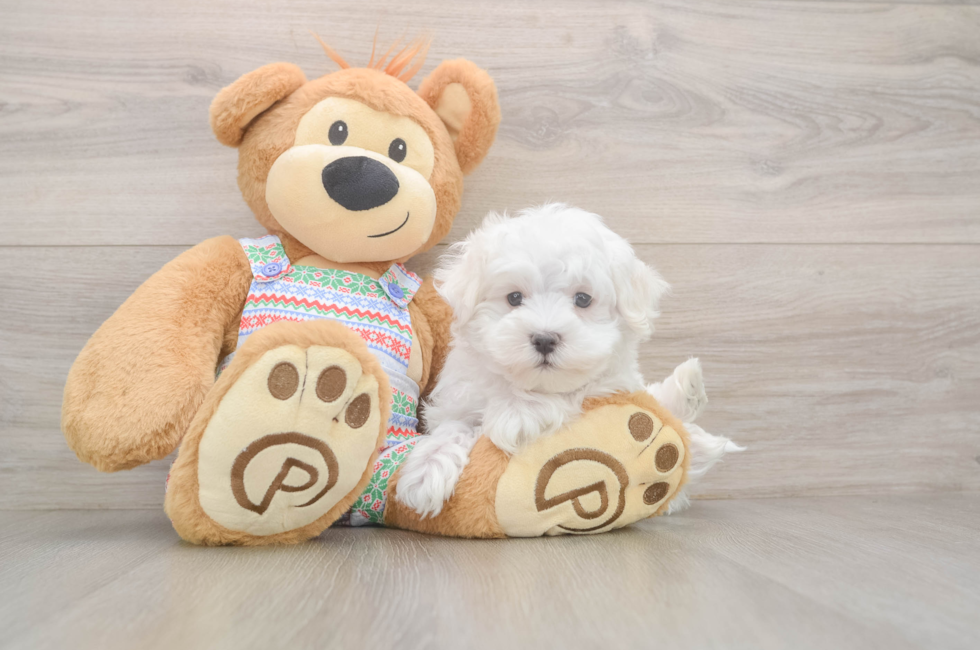 7 week old Maltese Puppy For Sale - Pilesgrove Pups