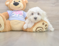 9 week old Maltese Puppy For Sale - Pilesgrove Pups