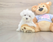 8 week old Maltese Puppy For Sale - Pilesgrove Pups
